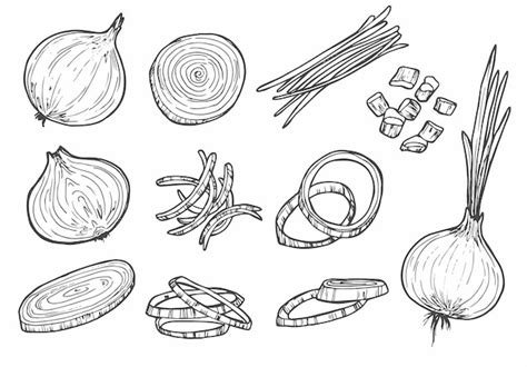 Premium Vector Vector Sketch Illustration Of Onion Set Drawing