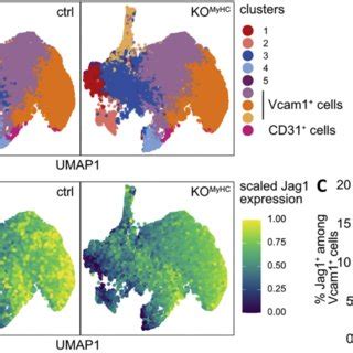 Flow Cytometry Analysis Of E13 5 Hearts A Clustering Of CD45 Ter119