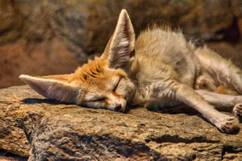 Closeup of a Fennec Fox Sleeping on a Stone Under the Warm Sunlig Stock ...