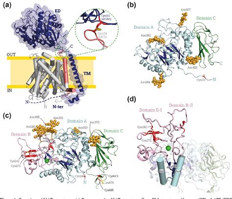 Figure 1 from The Ectodomains of rBAT and 4F2hc Are Fake or Orphan α