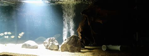 Aquarium Lighting Guide – Advanced Aquarium Concepts