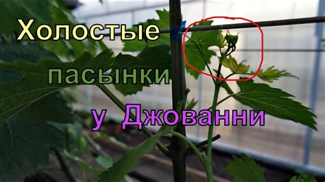 Виноград. Сорт винограда Джованни не дал урожая. - YouTube