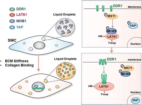 Liquid-Liquid Phase Separation of DDR1 Counteracts the Hippo Pathway to ...
