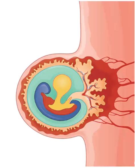 gastrulation Diagram | Quizlet