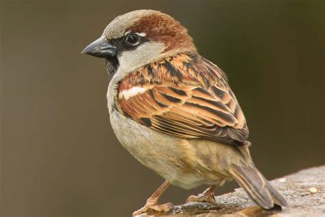 House sparrow - Facts & Information - GWCT Big Farmland Bird Count