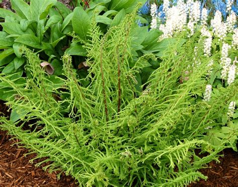 Athyrium Filix Femina Dre S Dagger Crested Lady Fern Garden Center