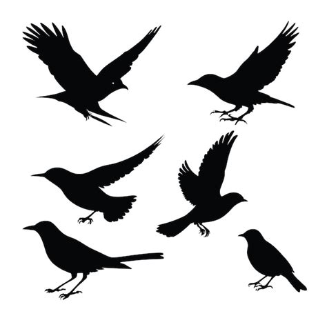 Premium Vector Bird Silhouette Set Black And White Vector Illustration