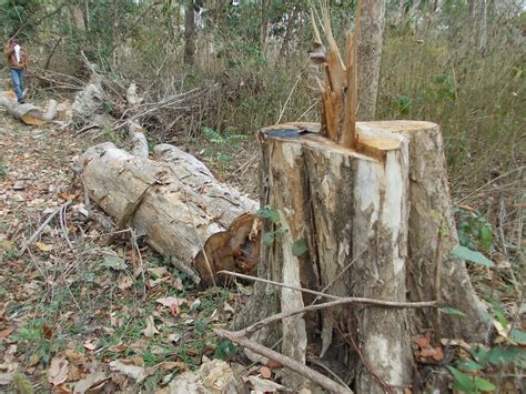 A S S A M Merciless Destruction Of Trees In Reserve Forests In Assam