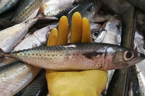 Скумбрия Разновидность Фото — Картинки фотографии