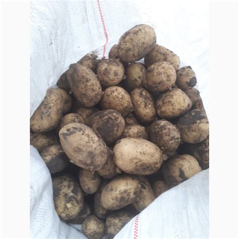 Продам молодой картофель, купить молодой картофель, Днепропетровская ...