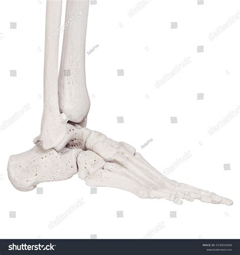 4 Posterior Tibiofibular Ligament Images, Stock Photos, 3D objects