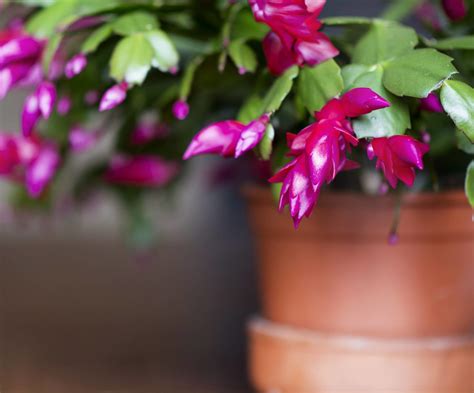 Christmas Cactus - Weston Nurseries