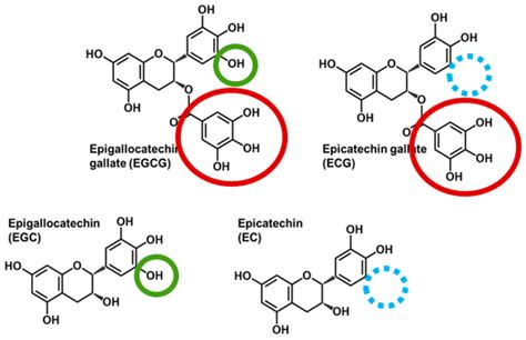 Chemical Structures Of Major Catechins Present In Green Tea