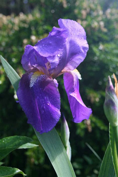 Growing Bearded Iris - Iris Germanica - Home Garden Joy