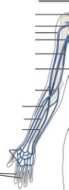 Arm Veins Diagram Quizlet