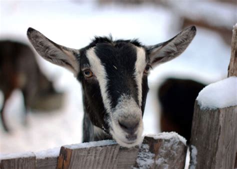 4 Top Goat Breeds For Winter (and Best Practices) - The Happy Chicken Coop