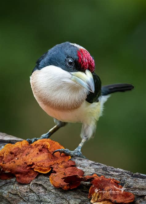 Jain La Mamerta On Twitter Rt Ahummingbirds Un Ave Espectacular