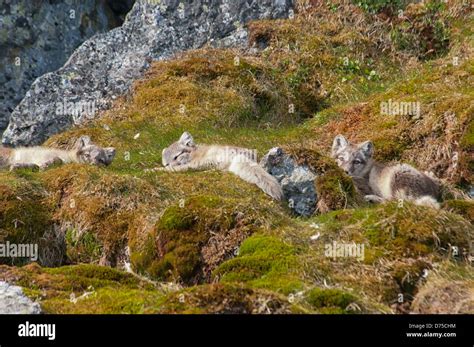 arctic fox pups  summer arctic fox national geographic kids