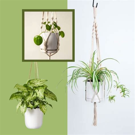 13 Indoor Hanging Plants | Best Hanging Plants That Will Thrive Inside