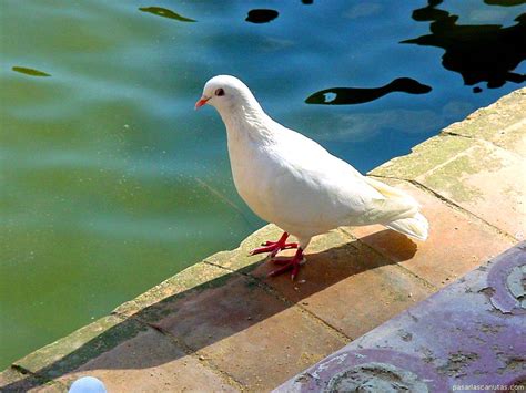 El Caballero de la Armadura Oxidada: Personajes