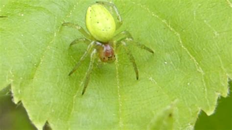 Green Orb Weaver Spider Uk - pic-leg