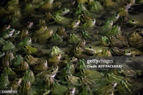 Frozen Frog Photos And Premium High Res Pictures Getty Images