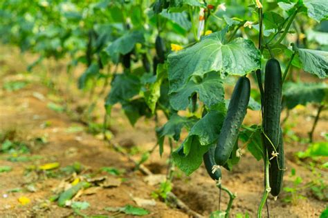 The Cucumber Plant Stages And What To Expect From Them