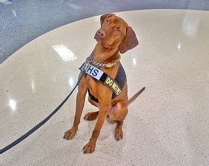 TSA Canine Training Center | Transportation Security Administration