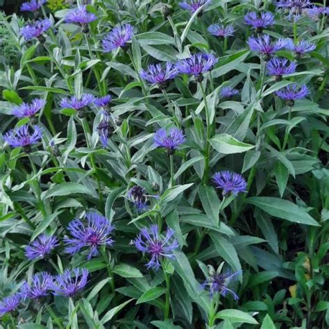 Centaurea Montana Bergflockenblume Wildblumenliebe