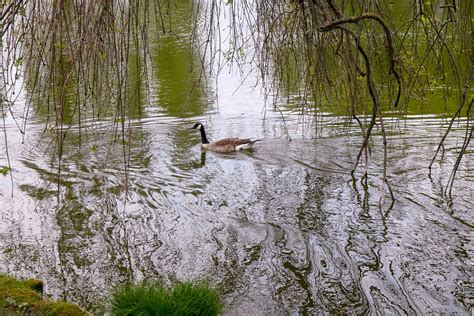 Remous Lac De Gravelle Dans Le Bois De Vincennes Corinne Queme Flickr