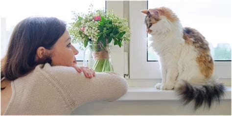 Five Reasons To Talk To Your Cat