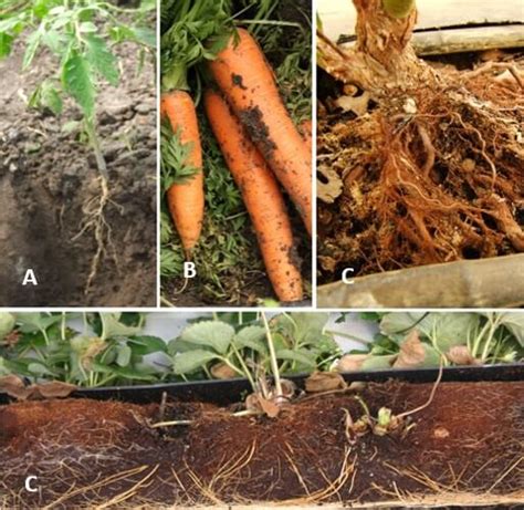 Tipos de Raíces en Cultivos Intagri S C