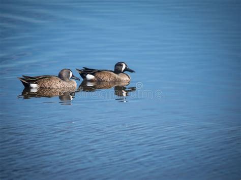 Blue Winged Teal Ducks Stock Image Image Of Ducks Duck 210511161