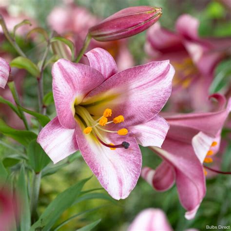 Pink Planet Lily | Order Lily Bulbs online | Bulbs Direct NZ