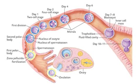 Prenatal Development Flashcards Quizlet