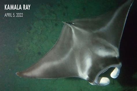 The Development of a Baby Manta Ray - Manta Ray Advocates Hawaii