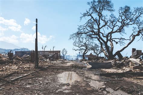 Examining the Hawaii wildfires' impact on the local coffee industry ...