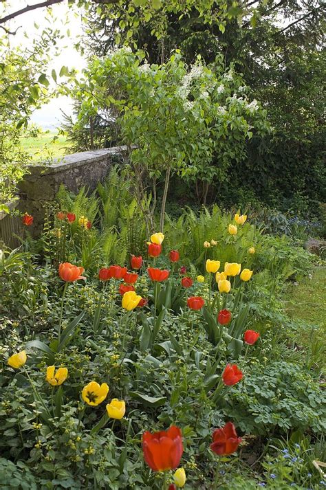 Staudenbeet im Frühling mit Tulipa Bild kaufen 12156463