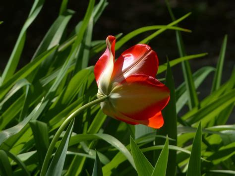 Tulip Red Flower Free Photo On Pixabay Pixabay