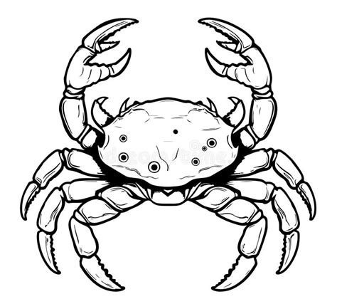 Sea Crab Hand Drawn Engraving Style Sketch Underwater Animals Stock