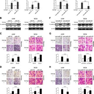 Mir Enhances Tgf Induced Emt And Invasion In Nsclc Cells A After