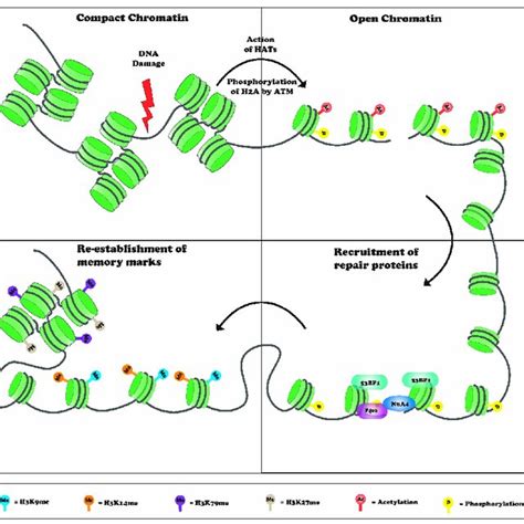 DNA Damage Initiates Chromatin Decompaction Mediated By Various Histone