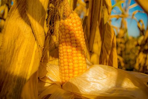 Premium Photo Ripe Yellow Ears Of Corn