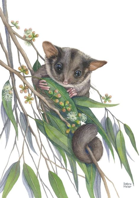 Possum Leadbeaters By Debra Meier Art Australian Native Animal