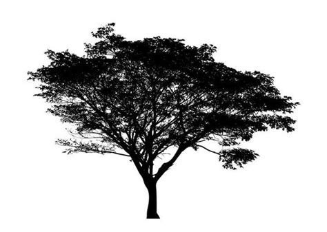 Tree Silhouette Top View Stock Photos, Images and Backgrounds for Free ...