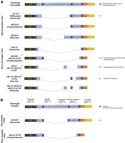 Micro Dystrophin Genes Bring Hope Of An Effective Therapy For Duchenne