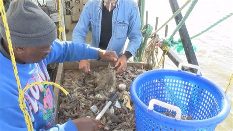 Sinking Industry Shrimpers Blame Operational Costs Imported Seafood