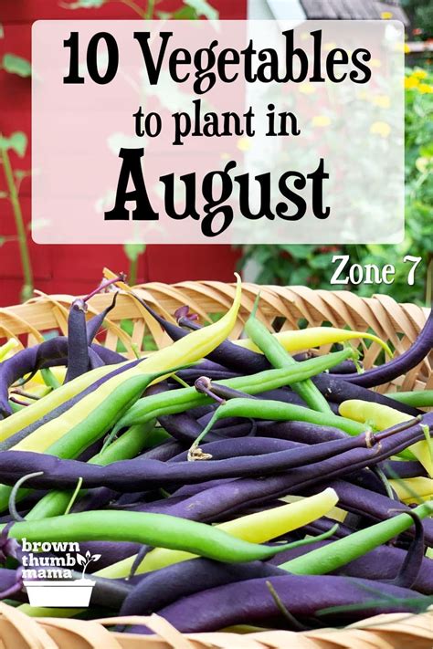 This Planting Guide For Zone 7 Gives You 10 Vegetables To Plant In August Includes Recommended