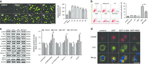 The Effect Of Ros On The Initiation Of Hy Sdt Induced Macrophage