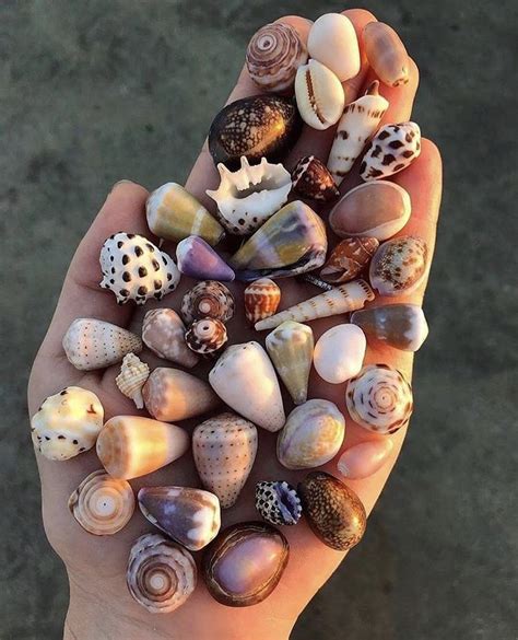 Pin By Laci Oriley On Summer Sea Shells Seashells Photography Shells